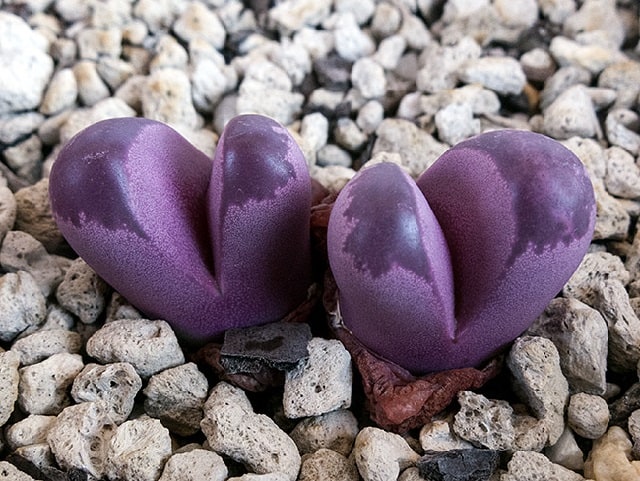 lithops optica rubra
