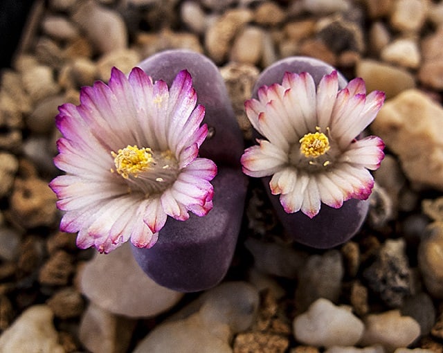 lithops