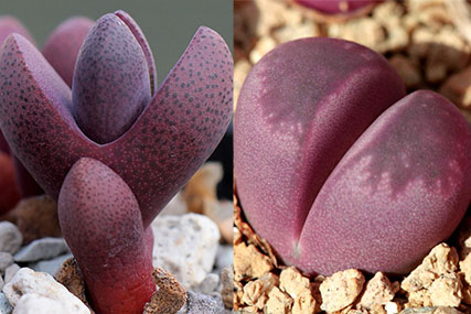 pleiospilos vs lithops