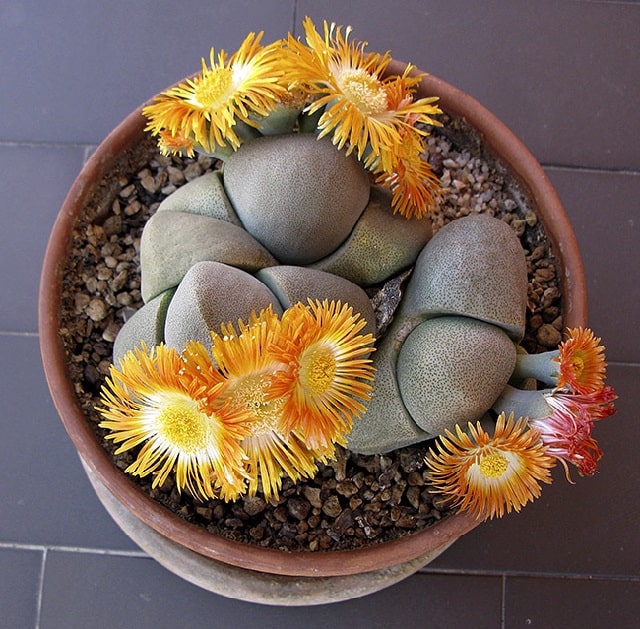 pleiospilos