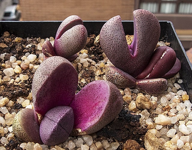 pleiospilos nelii royal flush