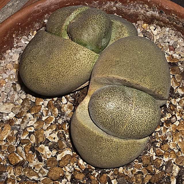 pleiospilos nelii