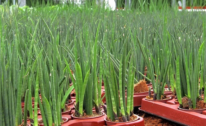 sansevieria varieties identification