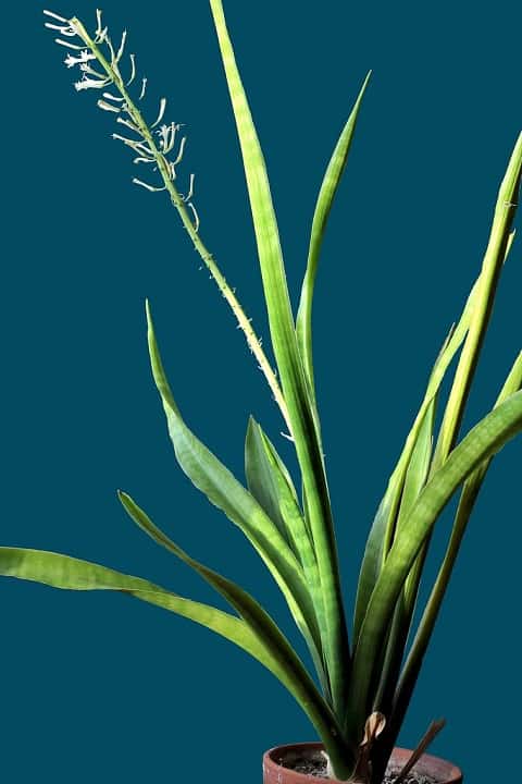 sansevieria varieties identification
