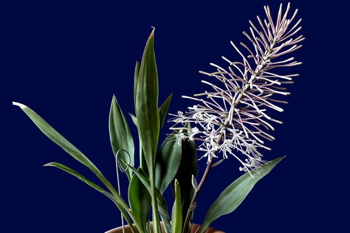 sansevieria varieties identification
