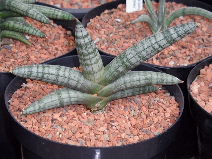 sansevieria varieties identification