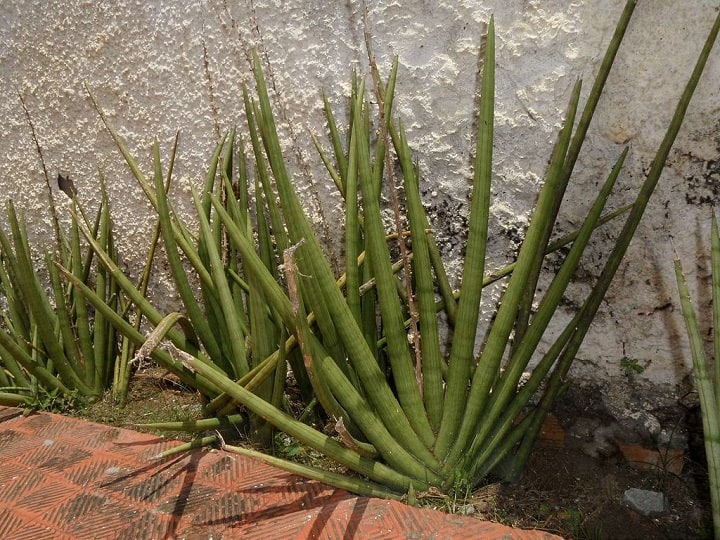 sansevieria varieties identification