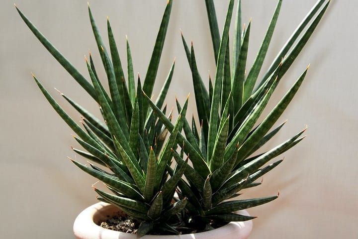 sansevieria varieties identification