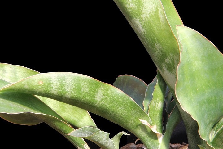 sansevieria varieties identification