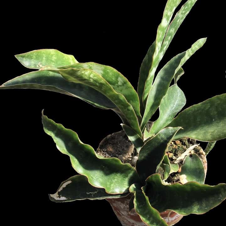 sansevieria varieties identification