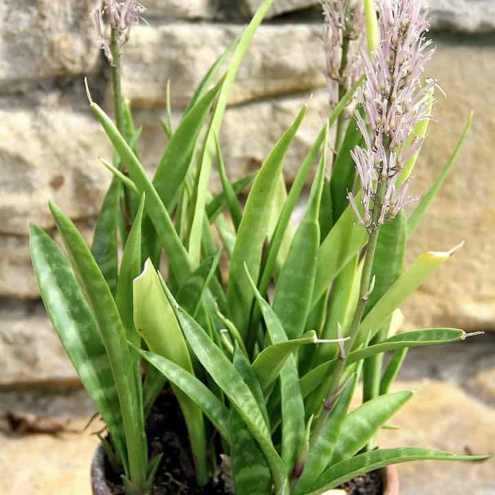 sansevieria varieties identification