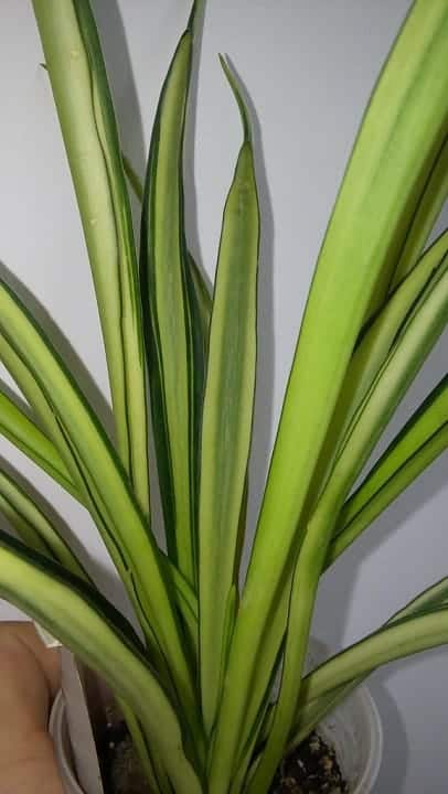 sansevieria varieties identification