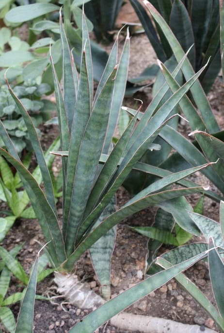 sansevieria varieties identification