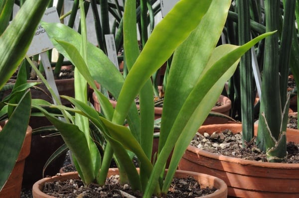 sansevieria varieties identification