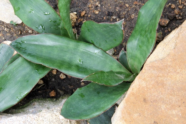 sansevieria varieties identification