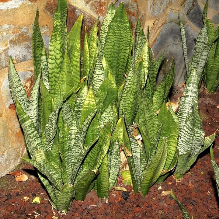 sansevieria varieties identification