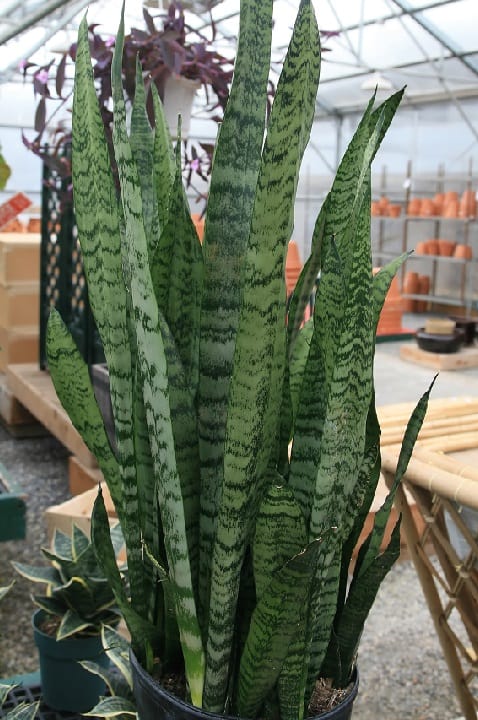 sansevieria varieties identification