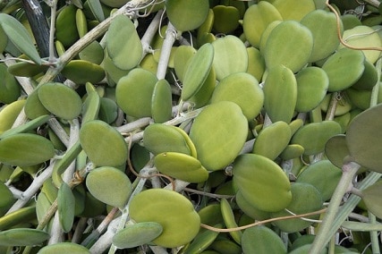 string of coins plant