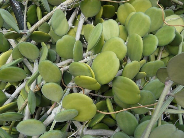 Xerosicyos danguyi