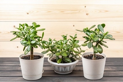 best pot for jade plants