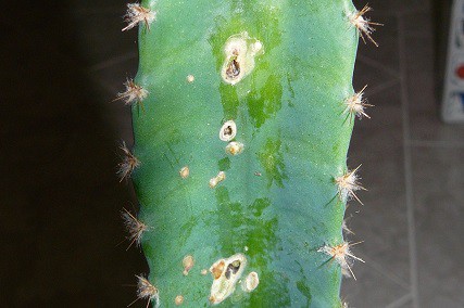 brown spots on cactus plant