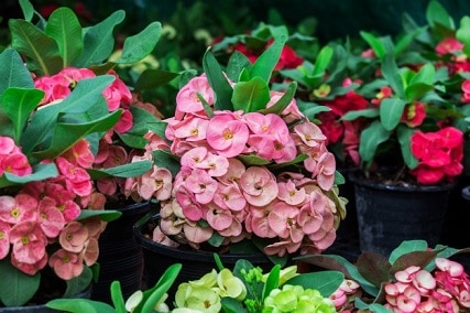 crown of thorns plant outdoors
