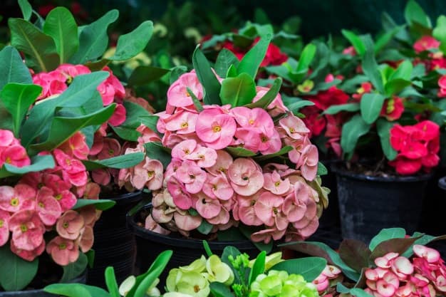 crown of thorns plant outdoors