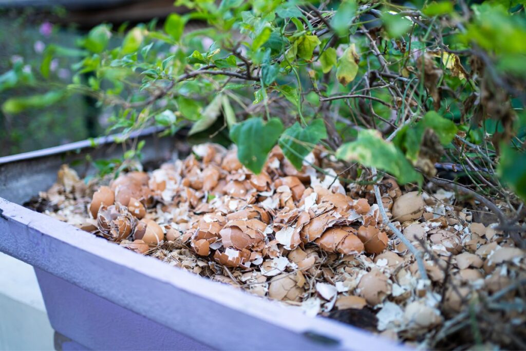 eggshells as fertilizer