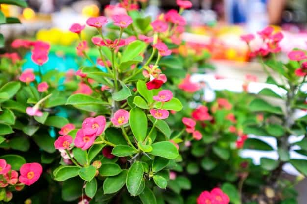 growing euphorbia milii outdoors