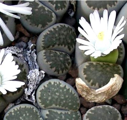 flowering lithops