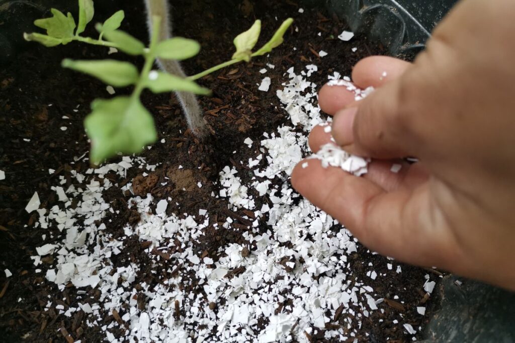 how to fertilize plants with eggshells
