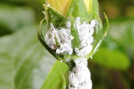 how to kill mealybugs