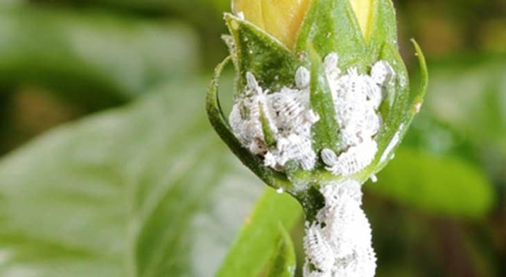 how to kill mealybugs