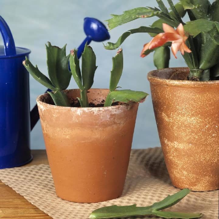 Propagate Christmas cactus with leaf cuttings how to plant a christmas cactus cutting
