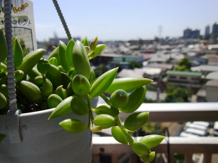 how to propagate string of bananas