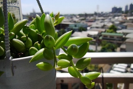 how to propagate string of bananas