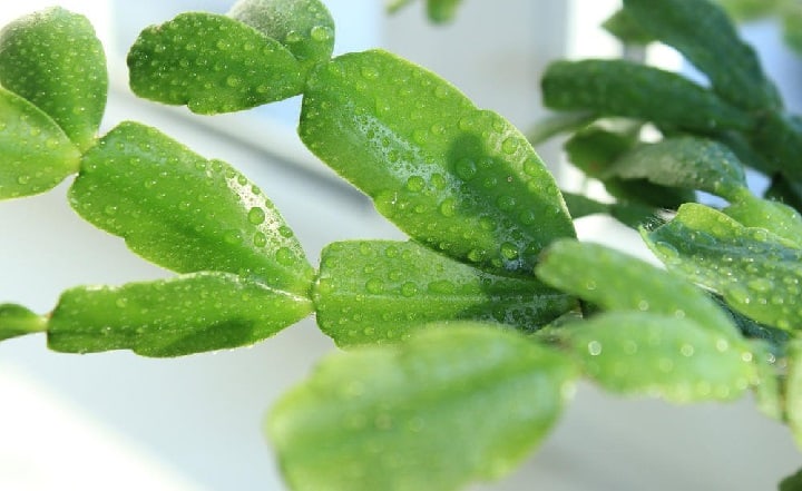 Leaf links Christmas cactus how to start a Christmas cactus from leaf cuttings