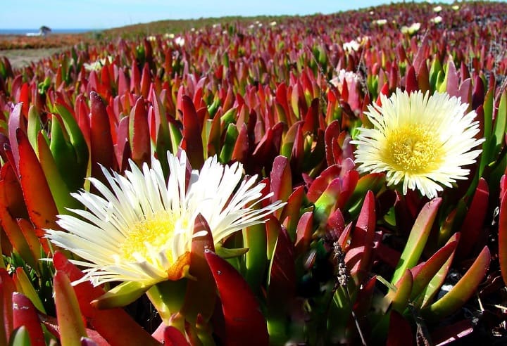 ice plant care