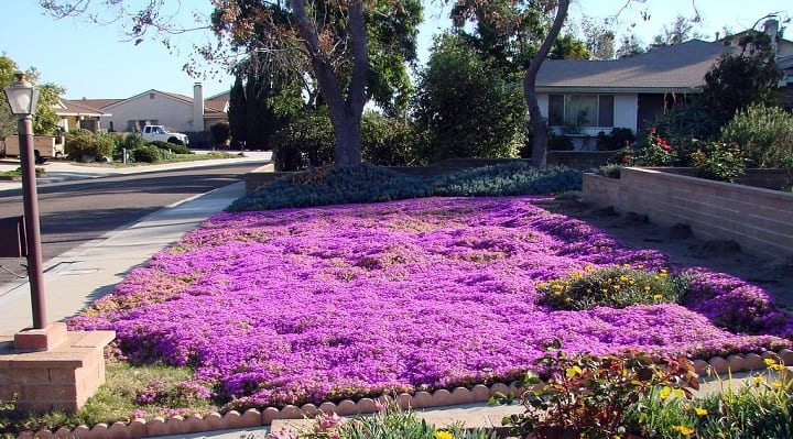 ice plant care in winter