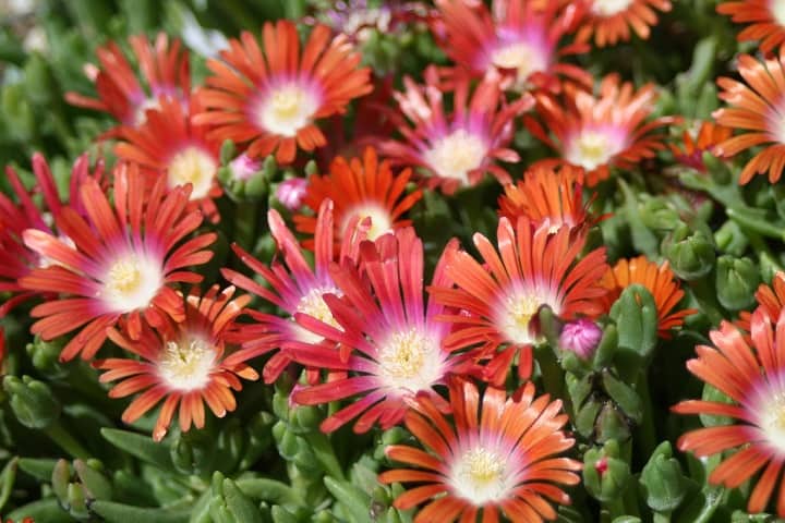 ice plant succulent