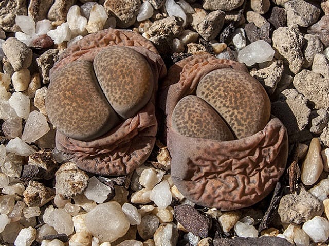 lithops terricolor