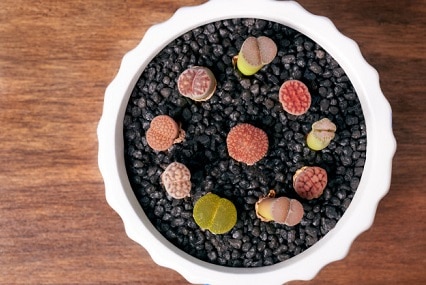 lithops life cycle