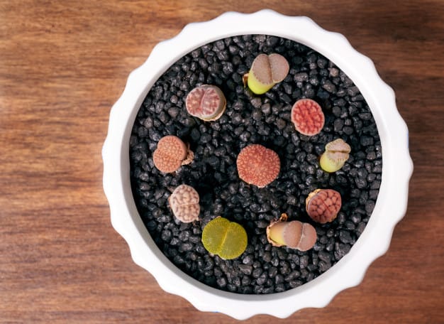 lithops life cycle