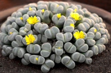 lithops