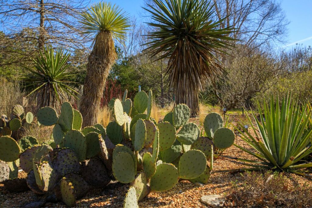 plants that grow in the desert
