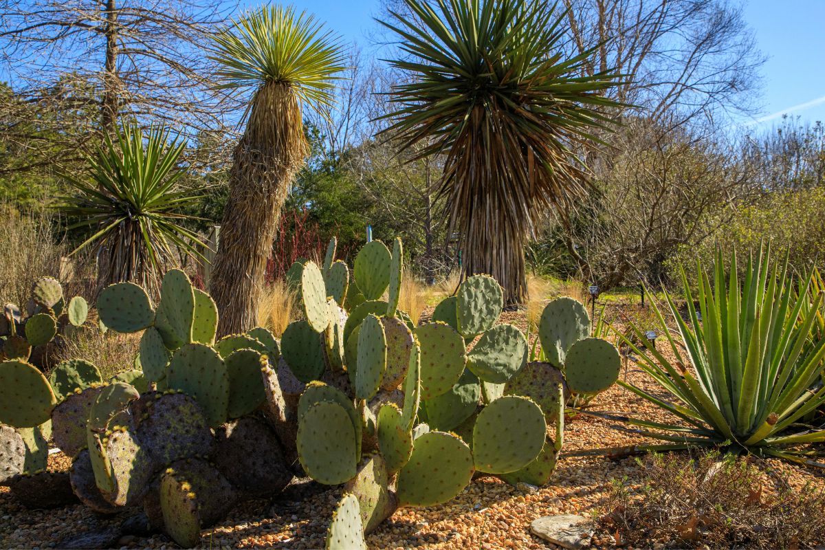 plants that grow in the desert