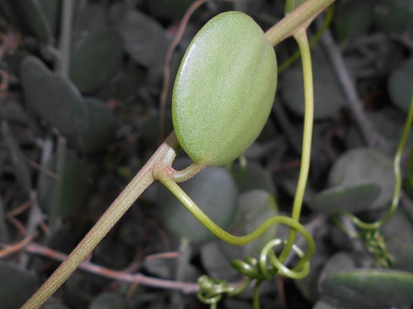 String of coins Xerosicyos danguyi