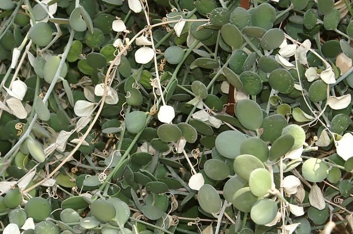 Characteristics of the La Moneda plant, Xerosicyos danguyi string of coins plant
