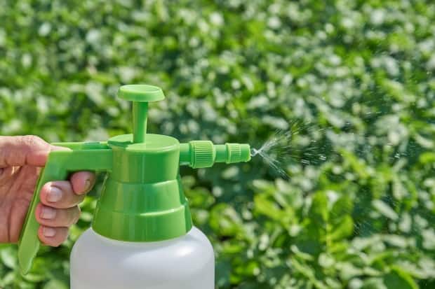 what kills mealybugs