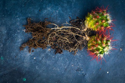 cactus parts